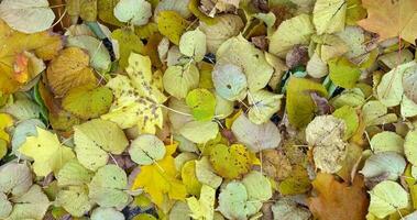 caduto autunno le foglie sfondo sfondo foto