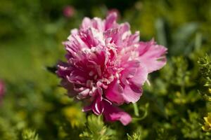 peonia nel giardino. grande fiore. rosa fiore nel giardino. foto