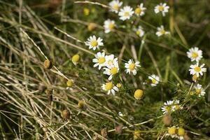 fiori nel campo. bianca fiori nel parco. dettagli di natura. foto