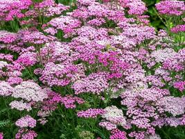 Achillea millefoglie giardino millefoglie estate frutti di bosco fiori foto