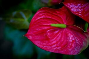 rosso anthurium fiore. homeplant decorazione nel giardino foto