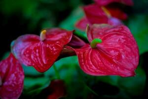 rosso anthurium fiore. homeplant decorazione nel giardino foto