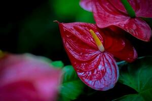 rosso anthurium fiore. homeplant decorazione nel giardino foto