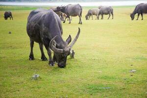 bufalo all'aperto azienda agricola con campo natura sfondo foto