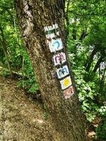 giro itinerario su un' albero nel il foresta. concettuale Immagine. foto