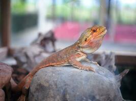 un' giallo-marrone iguana quello è seduta su un' roccia nel un' bicchiere gabbia foto