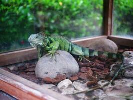 verde iguana strisciante su rocce e legna patatine fritte nel un' bicchiere gabbia, iguana testa vicino su foto