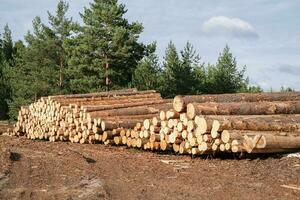 log pile nel pino foresta. deforestazione. legna preparazione. registrazione industria foto