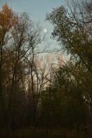 autunno Luna crepuscolo palude foto