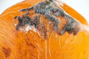 primo piano di muffa sulla frutta. melone ammuffito. cibo avariato. conservazione impropria foto