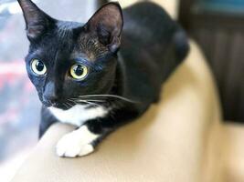 messa a fuoco di viso di nero peloso giocoso gatto fissando a qualcosa su il divano. animale domestico e giocoso concetto. foto