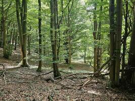 il foresta di il italiano Provincia di liguria nel il estate stagione di 2023 foto