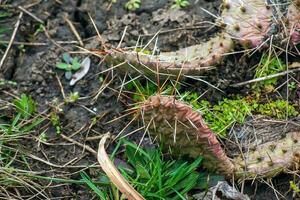 spinoso Pera cactus o opuntia humifusa nel il giardino foto