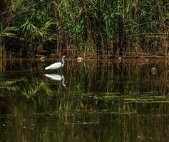 il europeo selvaggio airone feed nel un' fiume insenatura con canne. il uccello catture cibo nel il stagno. il bianca piume di un' airone riflettendo nel il acqua. foto