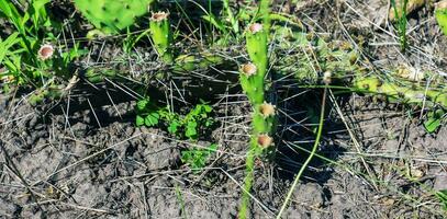 spinoso Pera cactus o opuntia humifusa nel il giardino foto