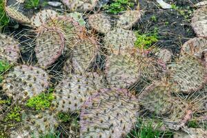 spinoso Pera cactus o opuntia humifusa nel il giardino foto