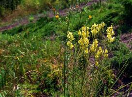linaria volgare Comune toadflax giallo selvaggio fiori fioritura su il prato, piccolo impianti nel fioritura nel il verde erba foto