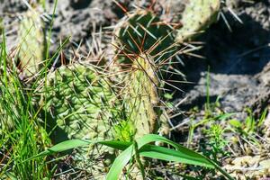 spinoso Pera cactus o opuntia humifusa nel il giardino foto