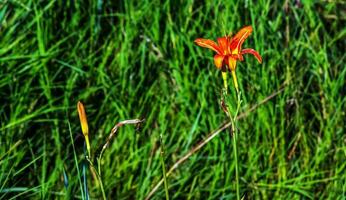 hemerocallis fulva o il arancia giglio di giorno. Mais giglio fioritura nel il giardino. vicino su. dettaglio. foto