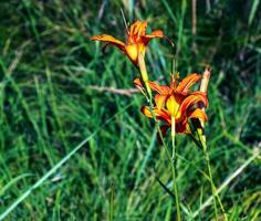 hemerocallis fulva o il arancia giglio di giorno. Mais giglio fioritura nel il giardino. vicino su. dettaglio. foto