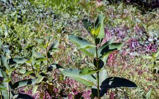 asclepias siriaca . asclepiade americano è un' genere di erbaceo, perenne, fioritura impianti conosciuto come euforbia foto