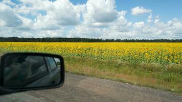 Visualizza di girasoli campo nel soleggiato giorno dentro auto foto