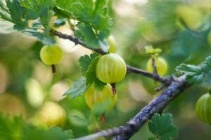 uva spina ramo con frutti di bosco. fresco uva spina su un' cespuglio. tiro su un' elio, bokeh foto