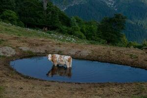 mucca immersa nel il lago foto