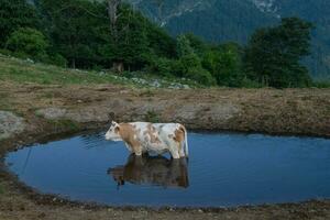 mucca immersa nel il lago foto