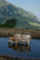 mucca immersa nel il lago foto