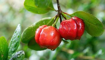 acerola ciliegie frutta su il albero con acqua far cadere foto