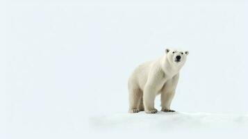 foto di un' knut il polare orso su bianca sfondo. generativo ai