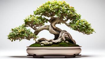 foto di Bonsai nel minimalista pentola come pianta della casa per casa decorazione isolato su bianca sfondo. generativo ai