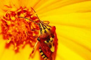 avvicinamento su fiore foto