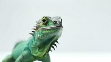 foto di un' verde iguana su bianca sfondo. generativo ai