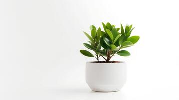 foto di zamioculcas zamiifolia nel minimalista pentola come pianta della casa per casa decorazione isolato su bianca sfondo. generativo ai