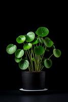 foto di pilea peperomioide nel minimalista pentola come pianta della casa per casa decorazione isolato su nero sfondo. generativo ai