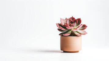 foto di echeveria nel minimalista pentola come pianta della casa per casa decorazione isolato su bianca sfondo. generativo ai