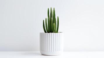 foto di organo tubo cactus nel minimalista pentola come pianta della casa per casa decorazione isolato su bianca sfondo. generativo ai