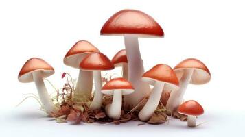 foto di funghi con radici isolato su bianca sfondo