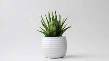 foto di haworthia nel minimalista pentola come pianta della casa per casa decorazione isolato su bianca sfondo. generativo ai