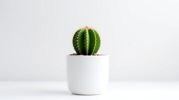 foto di cactus nel minimalista pentola come pianta della casa per casa decorazione isolato su bianca sfondo. generativo ai