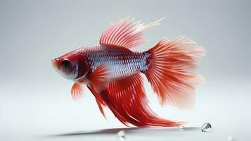 foto di un' betta pesce su bianca sfondo