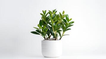 foto di zamioculcas zamiifolia nel minimalista pentola come pianta della casa per casa decorazione isolato su bianca sfondo. generativo ai