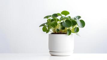 foto di peperomia nel minimalista pentola come pianta della casa per casa decorazione isolato su bianca sfondo. generativo ai