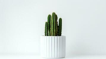 foto di organo tubo cactus nel minimalista pentola come pianta della casa per casa decorazione isolato su bianca sfondo. generativo ai