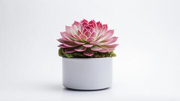 foto di Sempervivum nel minimalista pentola come pianta della casa per casa decorazione isolato su bianca sfondo. generativo ai