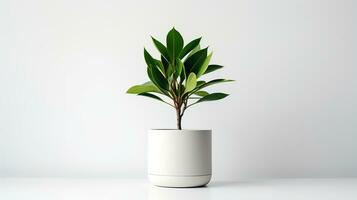 foto di zamioculcas zamiifolia nel minimalista pentola come pianta della casa per casa decorazione isolato su bianca sfondo. generativo ai