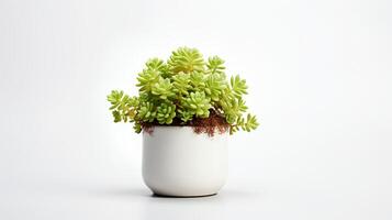 foto di sedum nel minimalista pentola come pianta della casa per casa decorazione isolato su bianca sfondo. generativo ai