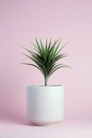 foto di dracaena marginata nel minimalista pentola come pianta della casa per casa decorazione isolato su bianca tavolo su rosa sfondo. generativo ai